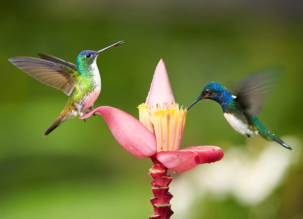 humming bird 2